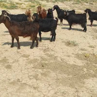 بز داشتی