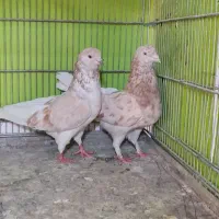 سرخ. سرور زرد. هما سرور. کبوتر پرشی
