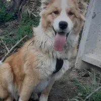 سگ الابای افغان