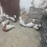 کبوتر طوقی