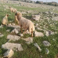 سلام