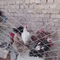 مرغ و خروس