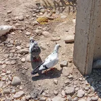 کبوتر