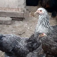 تخم نطفه داربرهما
