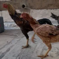 تخم  لاری