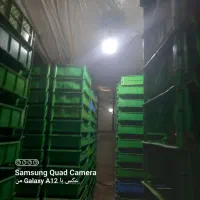سبد میلورم