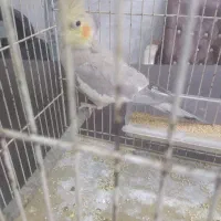 طوطی عروس  معاوضه باسهره قناری مرغ عشق وپرنده