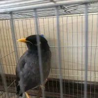 مرغ مینا سخن گو