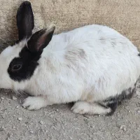 خرگوش