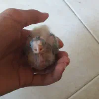 جوجه عروس هلندی ۵۰۰تومن