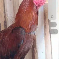 خروس