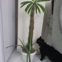 نخل ماداگاسکار