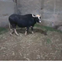 ویس.اهواز