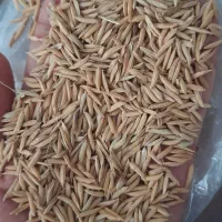 بذر شالی، بذر ۹۰ روزه،بذر شالی بوجار شده،بذر بوجار