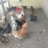 اردک. مرغ سفید.خروس سیاه.جوجه رسمی. جوجه رنگی