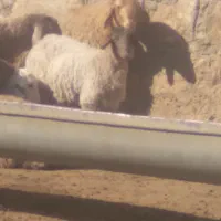 یک عدد بره ماده حدود ۲۰ کیلو