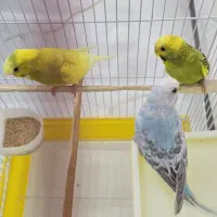 مرغ عشق