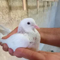 کبوتر پرشی