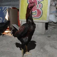 لاری اصیل یک مرغ با خروس باهم