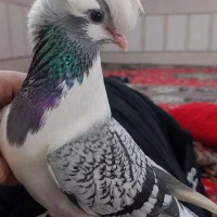 کبوتر .توضیحات