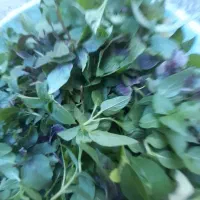 سبزی فقط  ریحون