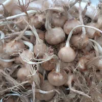 بذر زعفران وامنان