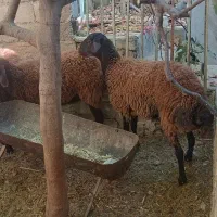 میش آبستن همو با خط خونی بالا