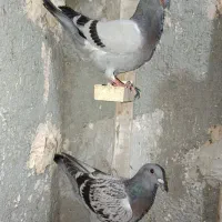 کبوتر پلاکی جوجه