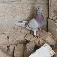 کبوتر