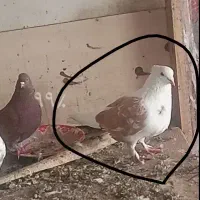 کبوتر پشتار نر پاپر
