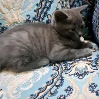 گربه 3ماهه نر