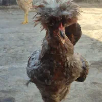 دوتا مرغ یک خروس