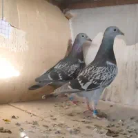 جوجه پلاکی مسافتی