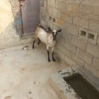 نری نقشی