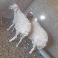 فروش دوراس میش یکی سنجابی و