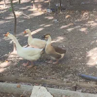 قوغاز