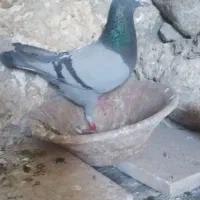 کبوتر مسافتی