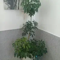 ۳ تاش ۲۵۰۰ت