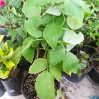 نهال تمشک گلدانی در قروه