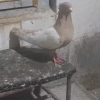 کبوتر سینه زرد
