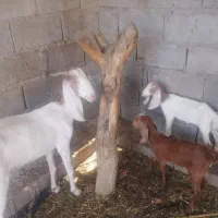 گوسفند فروشی