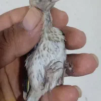 3عدد جوجه