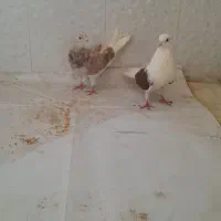 کبوتر ماده