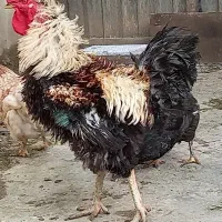 معاوضه خروس با عروس هلندی