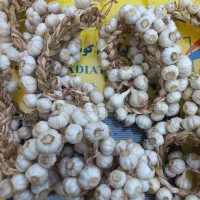 سیر محلی