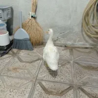 اردک چند ماهه تمیز