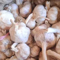 سیردرجه ای یک مغان