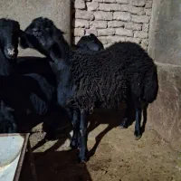 بره قوچ بره نر کشتاری در رزن