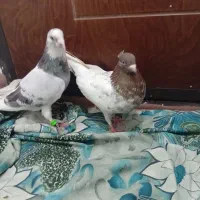 کفتر|پرنده|مشهد, رده|دیوار