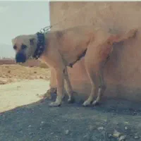 ماده دوسال گله ای رمتاز